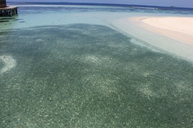 Maldivas Inolvidable - Blogs of Maldives - El Reef (5)