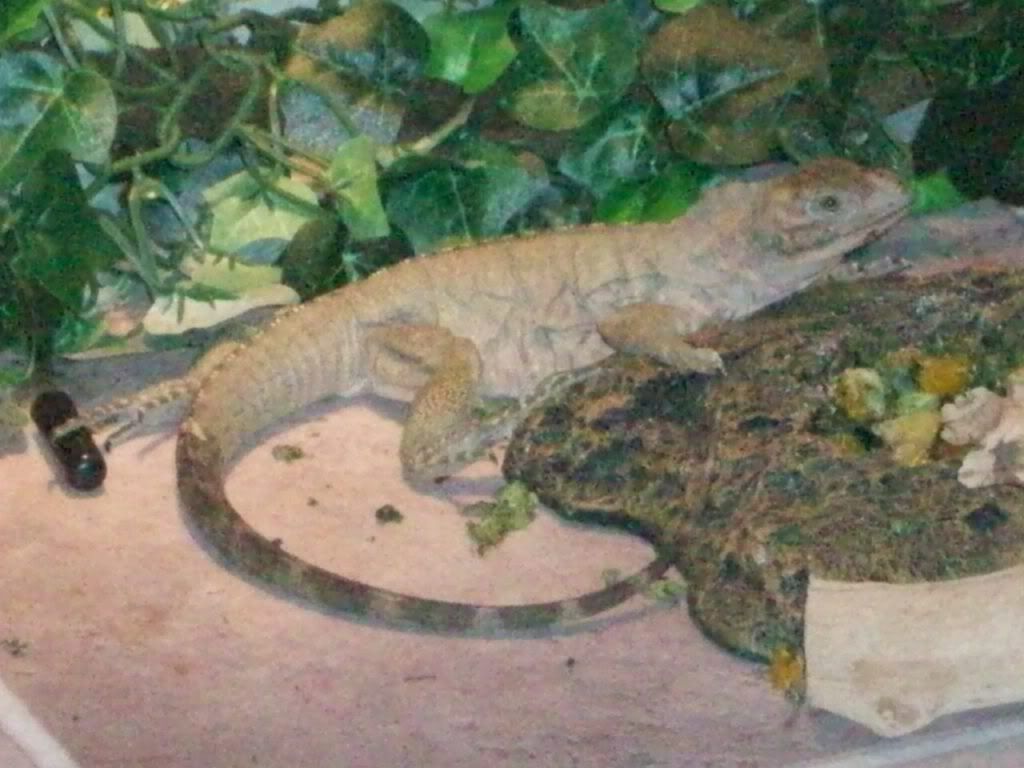 MYIGUANA006.jpg