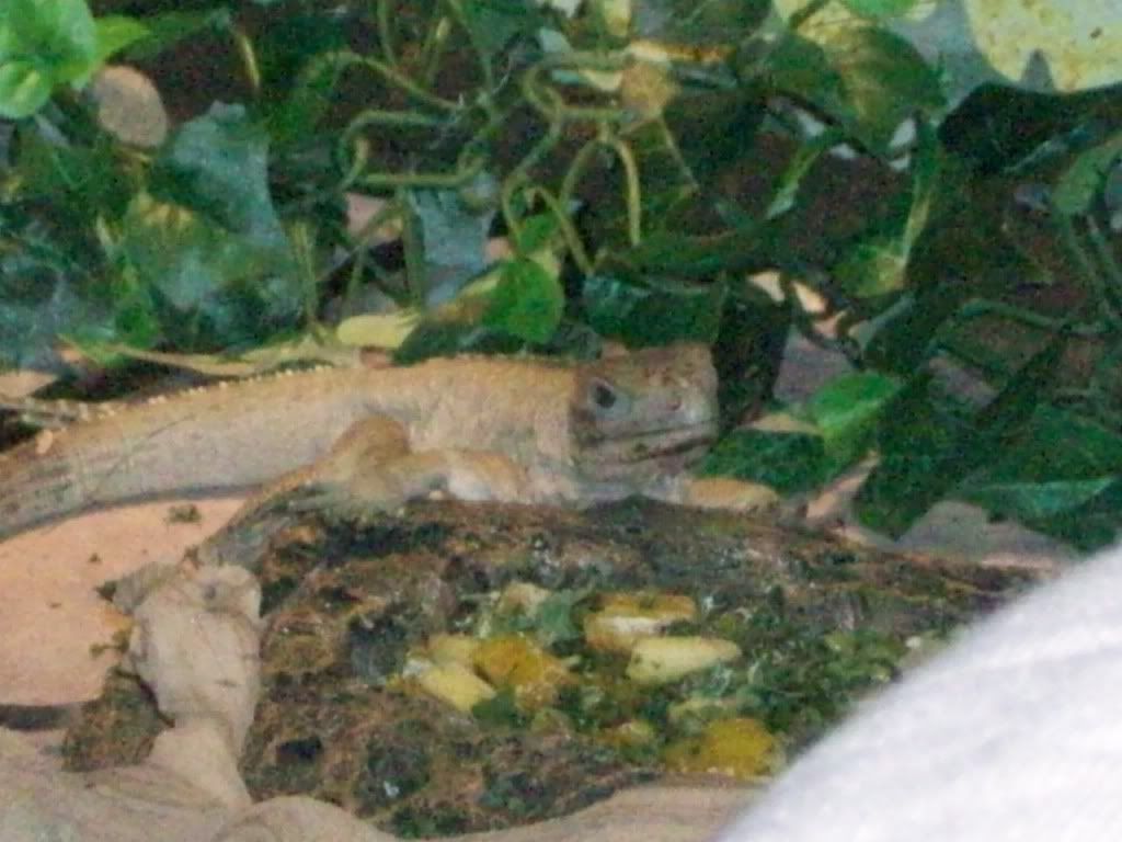 MYIGUANA007.jpg