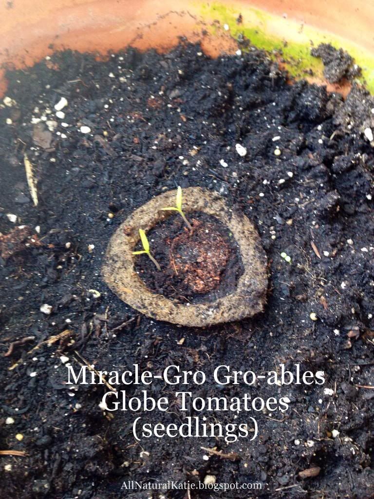 Miracle-Gro Gro-ables Globe Tomatoes