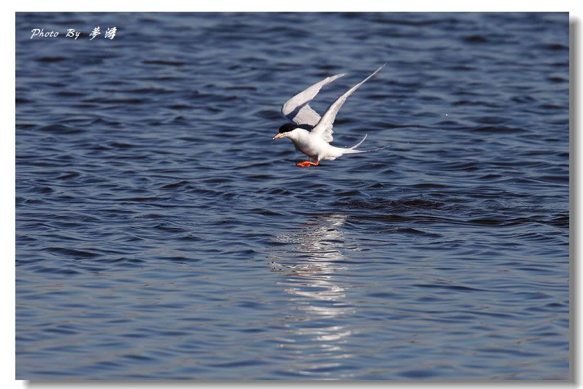 [原创摄影] 加拿大燕鸥2_16P_图1-4