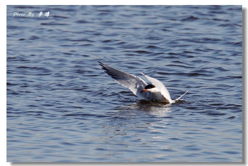[原创摄影] 加拿大燕鸥2_16P_图1-8