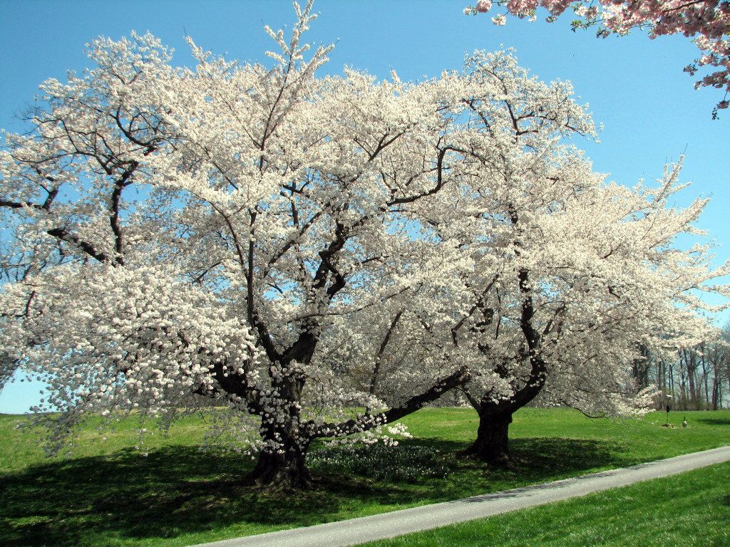 Cherryblossom-PA