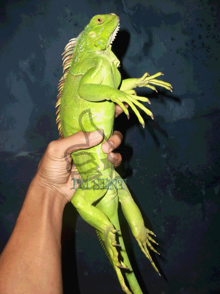 iguana jogja