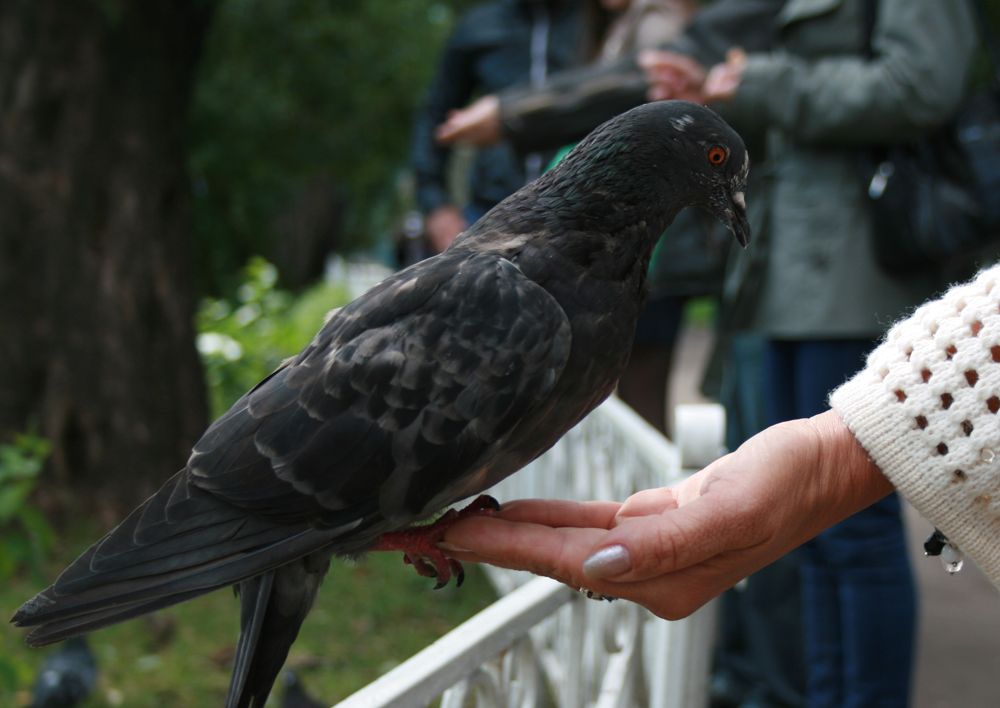 Москва: День города