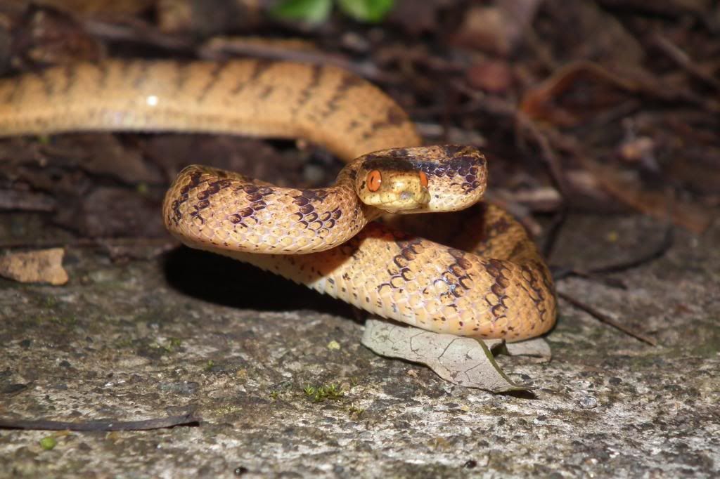 Nice And Happy Herping! (in Taiwan) - Field Herp Forum