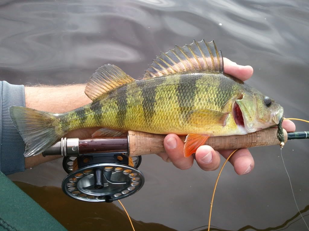 Yellow perch Page 3