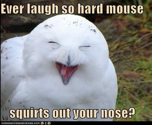 funny-pictures-ever-laugh-so-hard-mouse-