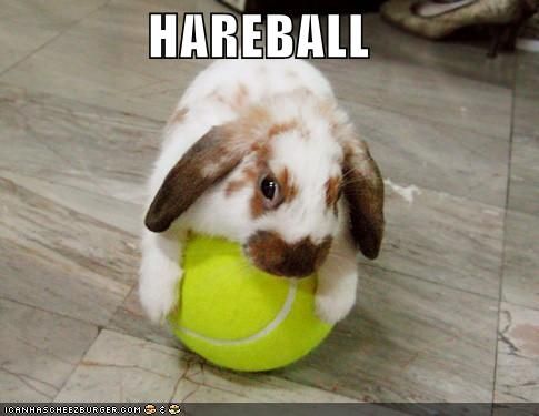 funny-pictures-hareball-tennis.jpg