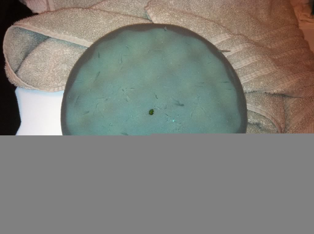 BlueSchmitt.jpg