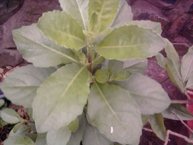 cho em hỏi cây thuốc này tên gọi là gì?