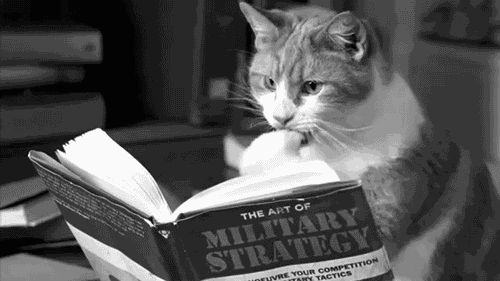 chat lecteur