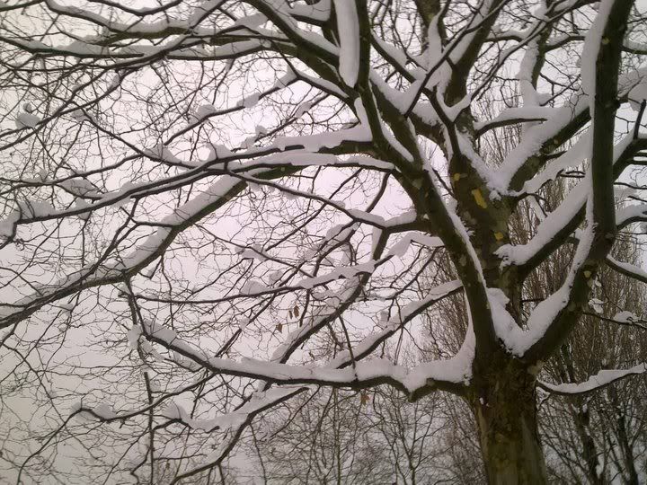 snow7.jpg