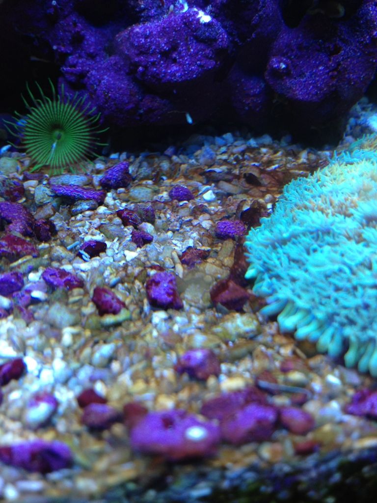 2fa69049 - Why is BRS alk doing this to my tank?