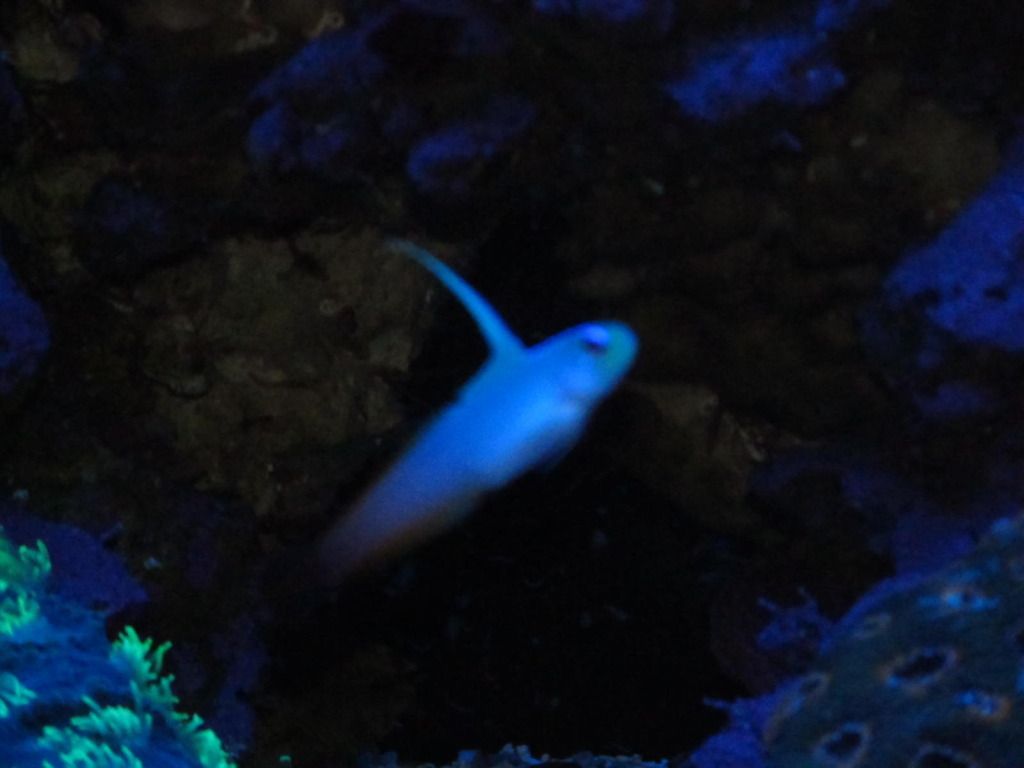 IMG 0042 2 - Pregnant Firefish!