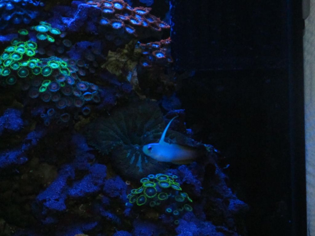 IMG 0044 1 - Pregnant Firefish!