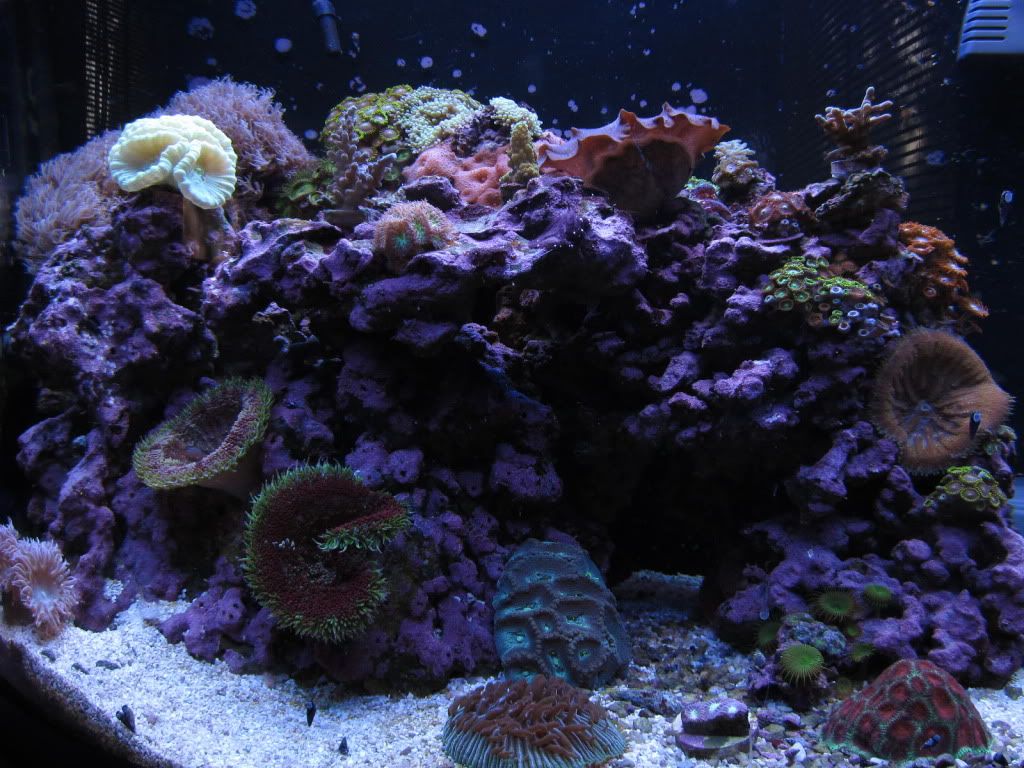 IMG 1527 - Rock for my Aquarium