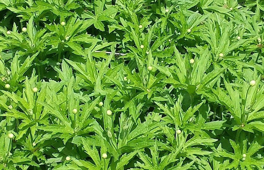  photo 20140511_112032_zps6778682f.jpg