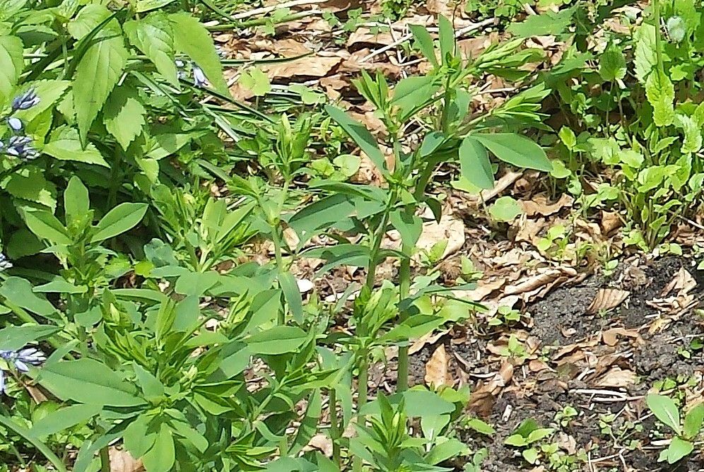  photo 20140511_113558B_zps75ca4356.jpg