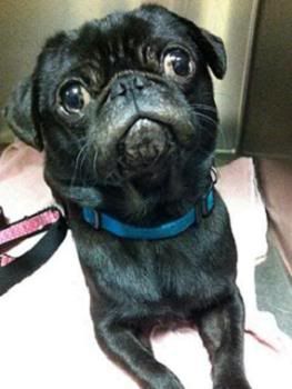 zipper is 2-4 years old and is a darling little boy!
