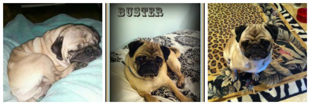 Buster