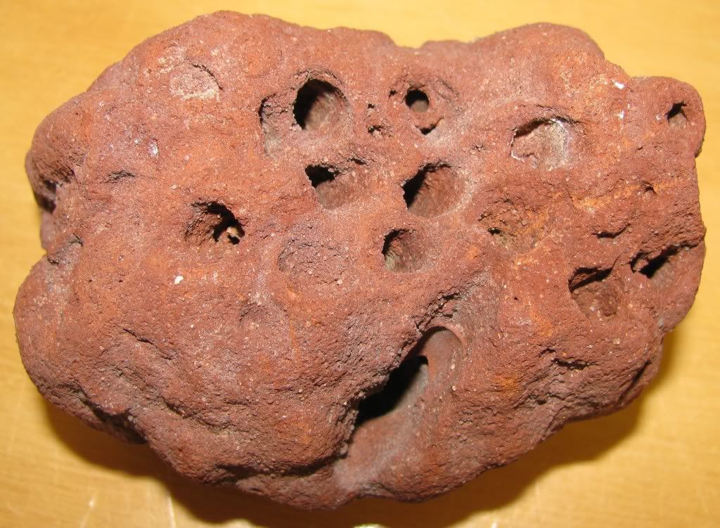 Fossil Wasp Nest Photo by stevensrockshop | Photobucket