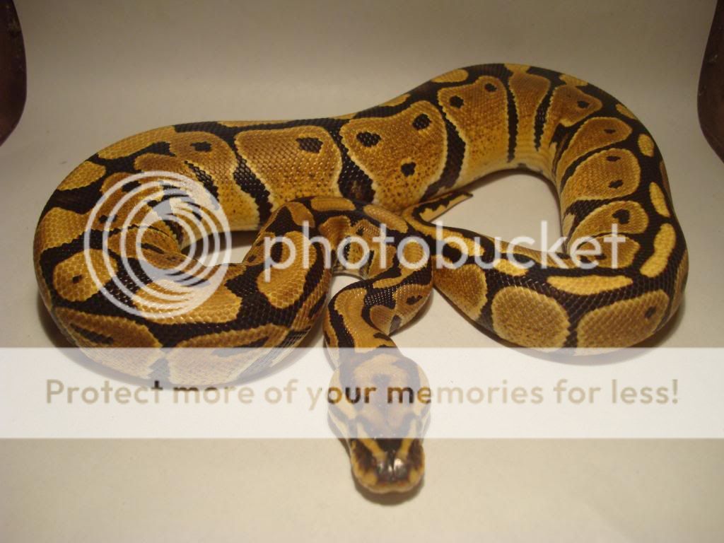SW England - Cracking female Vanilla Royal Python | Reptile Forums